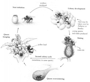 Worker Bee Lifecycle Worker bee lifecycle courtesy of www.bumblebee.org/images/lifecycle.jpg