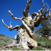SAP and Bristlecone Partner on a Fixed-Price Spend Performance Management Bundle (Part 1)