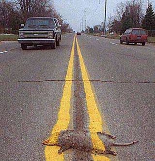Software is Roadkill