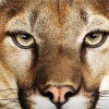 First Mammal to Lay an Egg: Mountain Lion by Apple