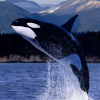 killer whale