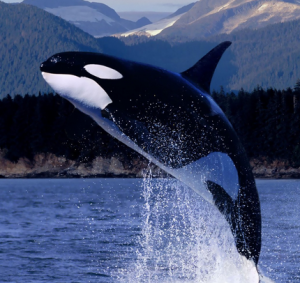 killer whale