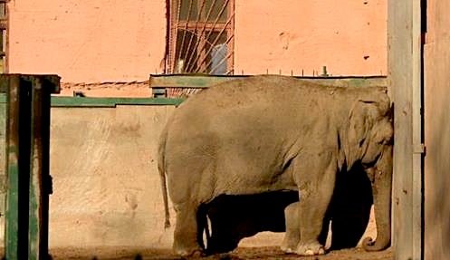 Irrelephant