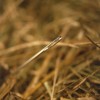 More Needles, Less Haystacks