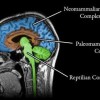 Three Brain Marketing