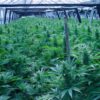 A vertical that is growing...well, like a weed